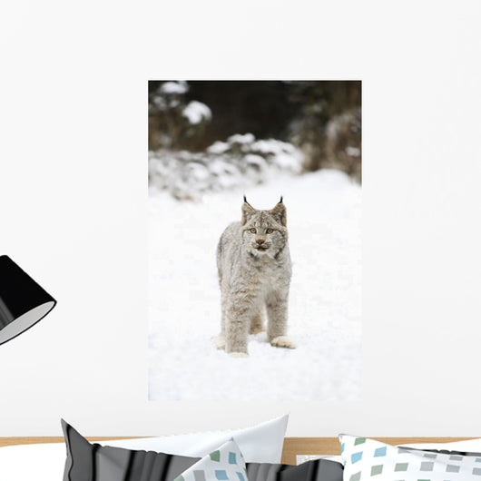 Wild Lynx Wall Mural