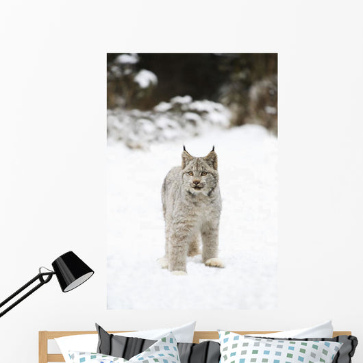 Wild Lynx Wall Mural