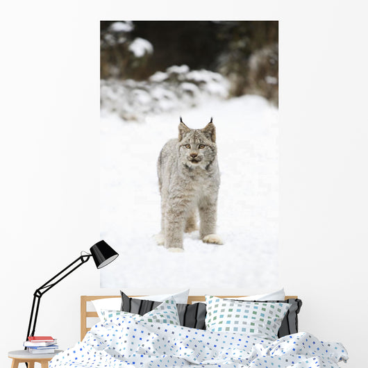 Wild Lynx Wall Mural