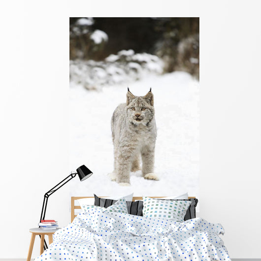 Wild Lynx Wall Mural