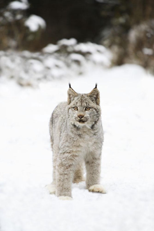 Wild Lynx Wall Mural