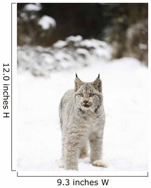 Wild Lynx Wall Mural