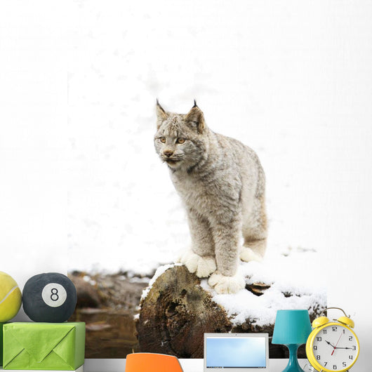 Canadian Lynx On Fallen Log Wall Mural