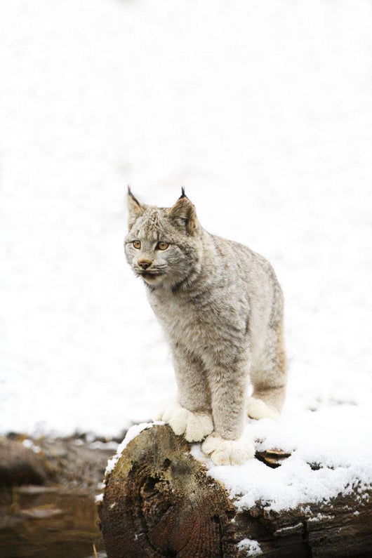 Canadian Lynx On Fallen Log Wall Mural