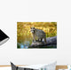 Raccoon After A Swim Wall Mural