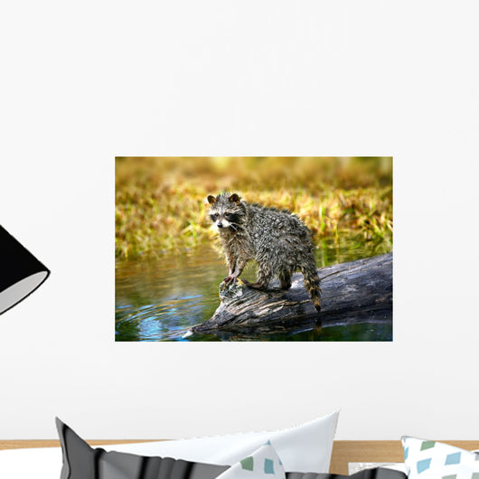 Raccoon After A Swim Wall Mural