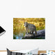 Raccoon After A Swim Wall Mural