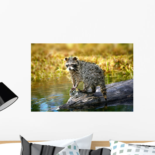 Raccoon After A Swim Wall Mural