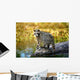 Raccoon After A Swim Wall Mural