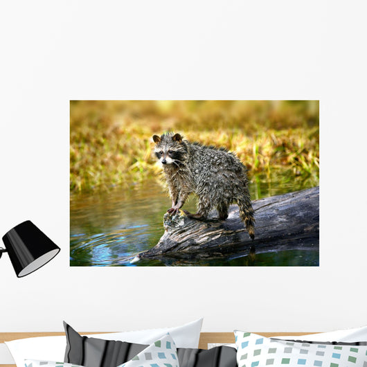 Raccoon After A Swim Wall Mural