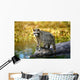 Raccoon After A Swim Wall Mural