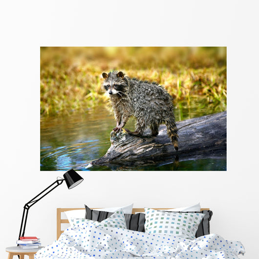 Raccoon After A Swim Wall Mural