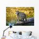Raccoon After A Swim Wall Mural