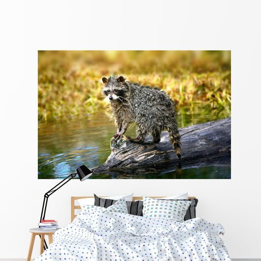 Raccoon After A Swim Wall Mural