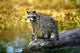 Raccoon After A Swim Wall Mural