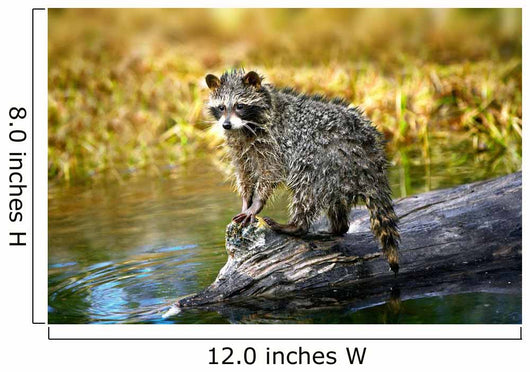 Raccoon After A Swim Wall Mural