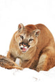 Cougar With Prey Wall Mural