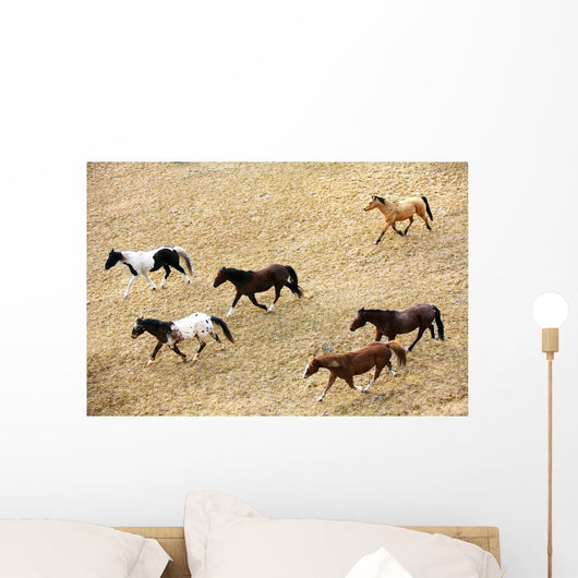 Horses Galloping Wall Mural