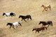 Horses Galloping Wall Mural
