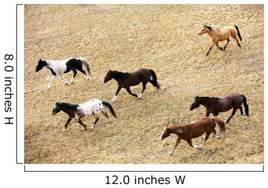 Horses Galloping Wall Mural