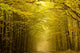 Centered mysterious road in autumn forest. Wall Mural