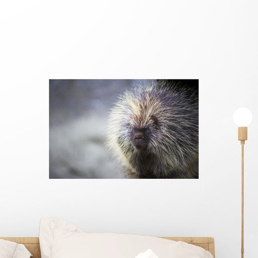 Porcupine Wall Mural