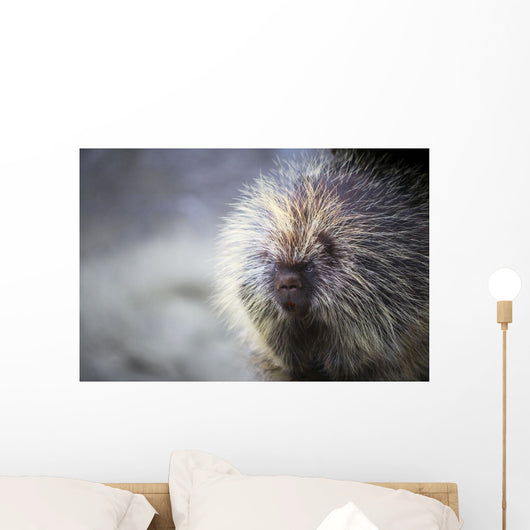 Porcupine Wall Mural
