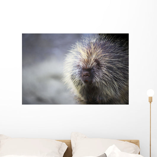 Porcupine Wall Mural