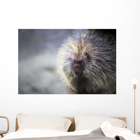 Porcupine Wall Mural