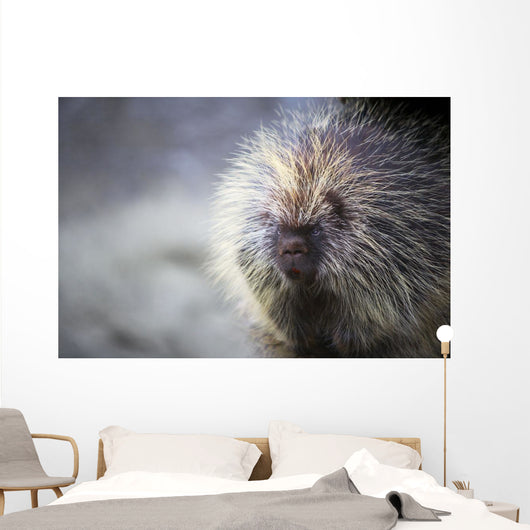 Porcupine Wall Mural