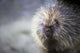Porcupine Wall Mural