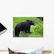 Black Bear Wall Mural