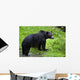 Black Bear Wall Mural