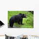 Black Bear Wall Mural