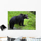Black Bear Wall Mural