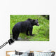 Black Bear Wall Mural