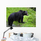 Black Bear Wall Mural