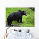 Black Bear Wall Mural