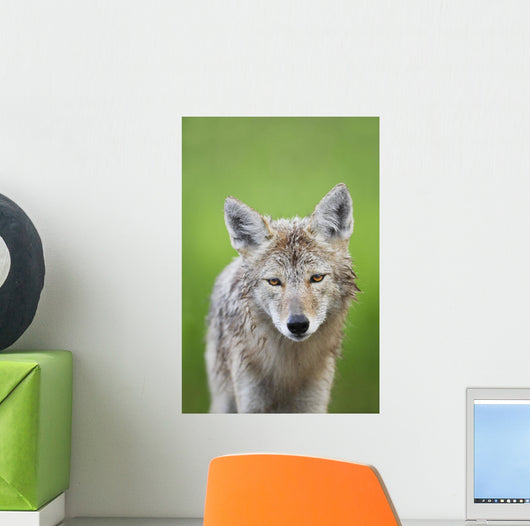 Coyote Wall Mural