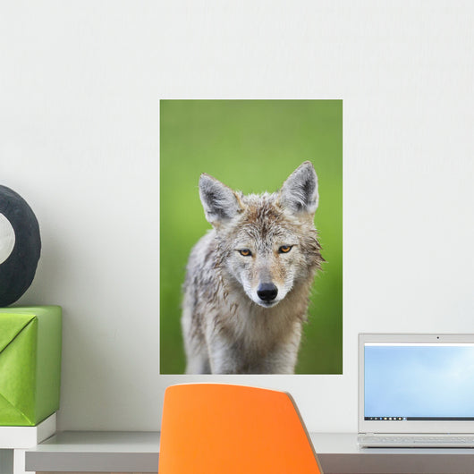 Coyote Wall Mural