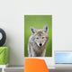 Coyote Wall Mural