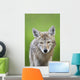 Coyote Wall Mural