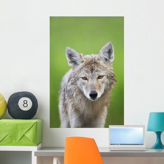 Coyote Wall Mural