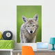 Coyote Wall Mural