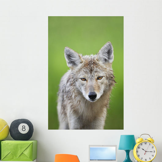 Coyote Wall Mural