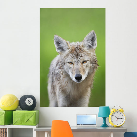 Coyote Wall Mural