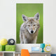 Coyote Wall Mural