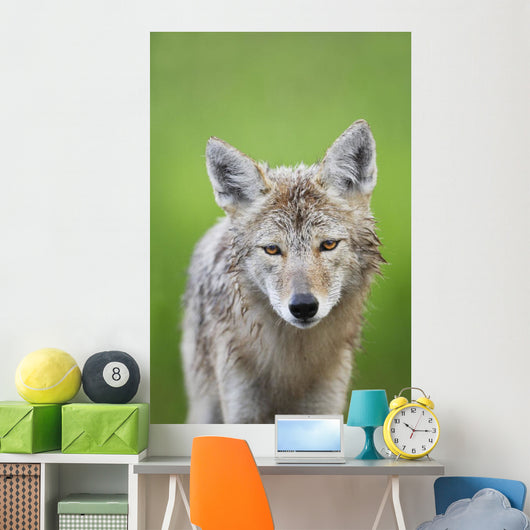 Coyote Wall Mural