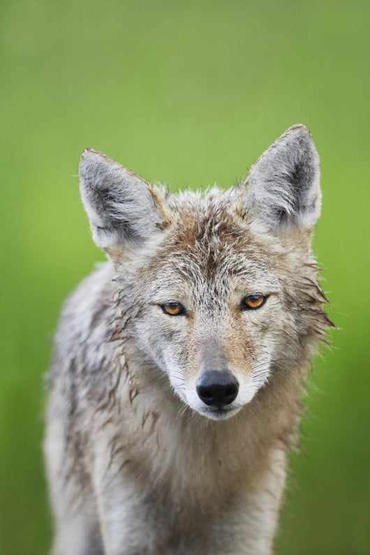 Coyote Wall Mural
