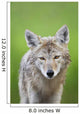 Coyote Wall Mural